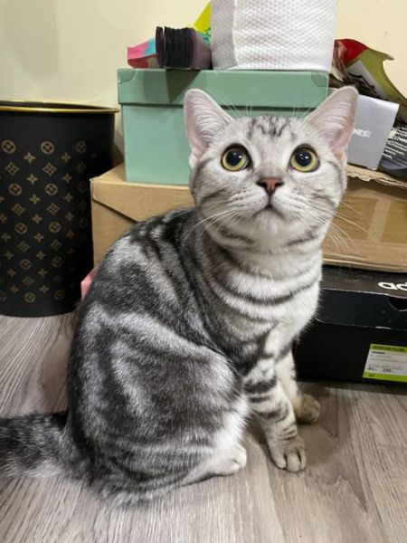美短猫(美短猫真的会像猫咪漫画里一样帅气吗)