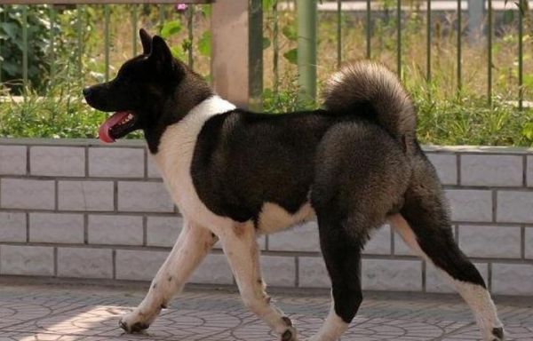 美系秋田犬(谁更适合城市生活)