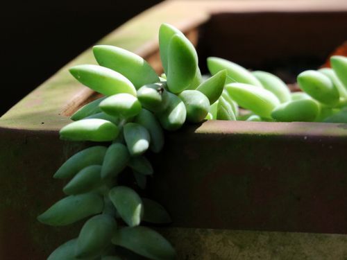 翡翠景天(新手也能养好它吗)