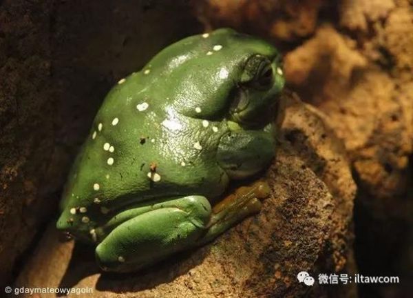 老爷蛙(它有什么神奇的药用价值)