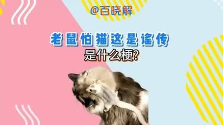 老鼠最怕什么(还有啥让它进退两难)