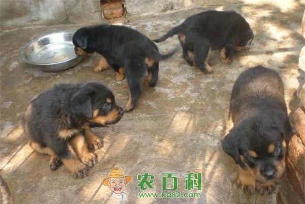 肉食狗(你了解肉狗背后的故事吗)