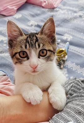 肉食系ip猫(是真实存在吗)
