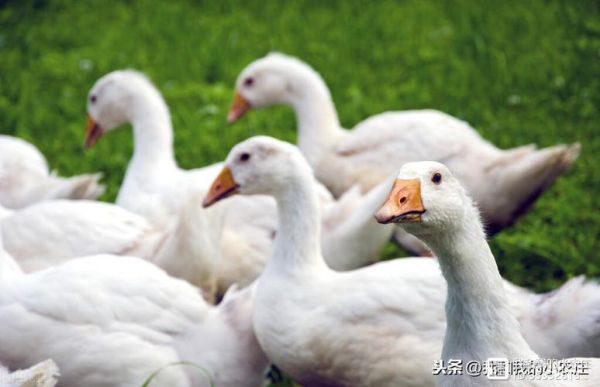 肉鹅( 怎么才能快速上市)