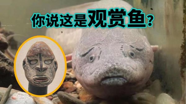 肺鱼(它为什么能活这么久)