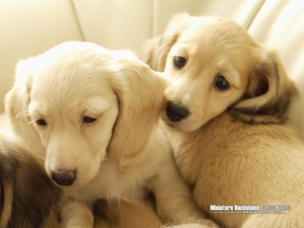 腊肠犬( 它会粘人吗)