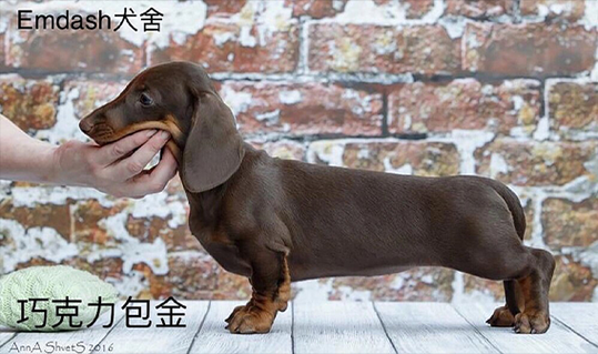 腊肠犬价格(不同品种价格差很多吗)