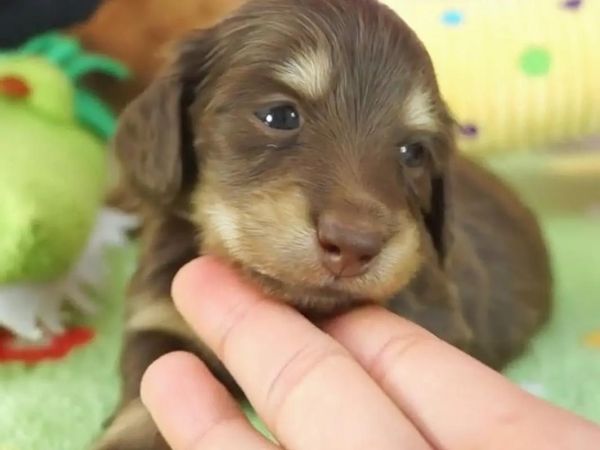 腊肠犬多少钱(怎样才能买到好血统的)