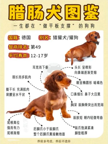 腊肠犬多少钱(怎样才能买到好血统的)