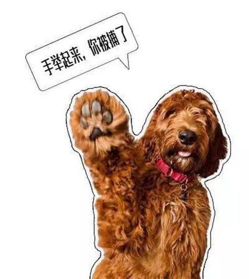 色狗狗网(答案就在这里)