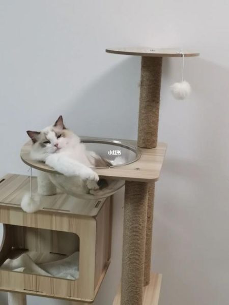 色猫咪导航(它到底在看什么)