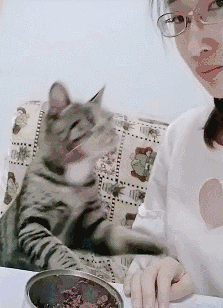 色猫图片(到底是谁在诱惑它)