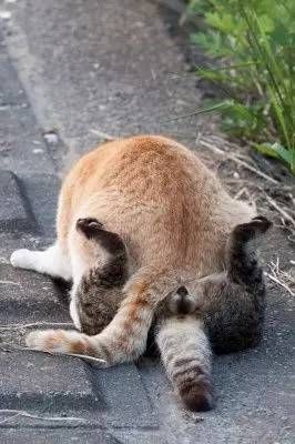 色猫图片(到底是谁在诱惑它)