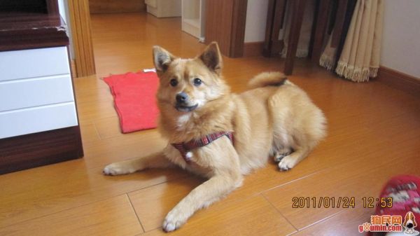 芬兰狐狸犬(到底适合做什么)
