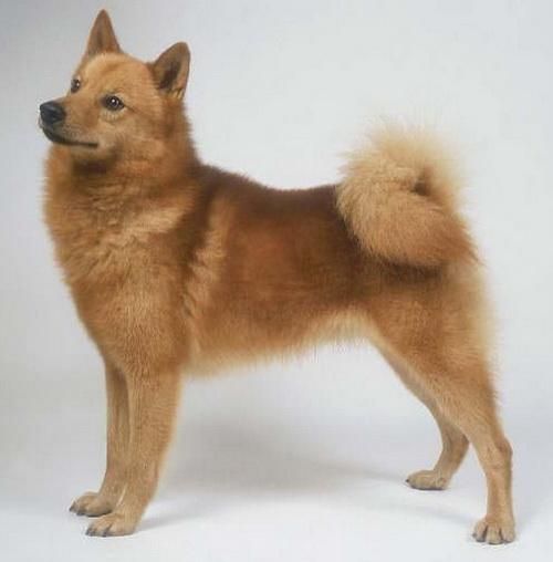 芬兰猎犬(它的故事你了解吗)