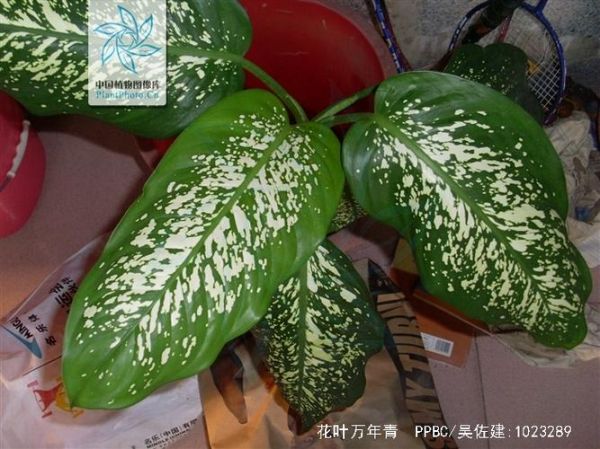 花叶万年青(有什么寓意吗)