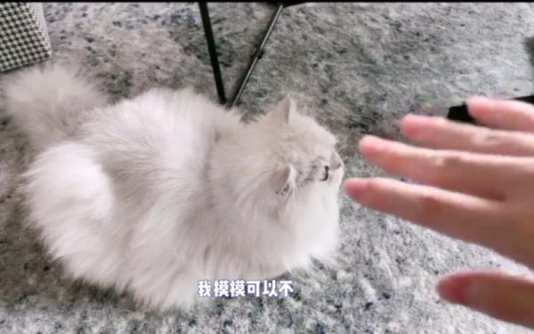 花生猫(为什么点击率这么高)