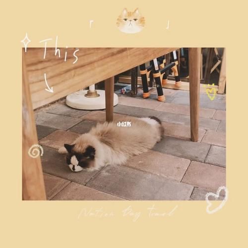 花生猫(为什么点击率这么高)