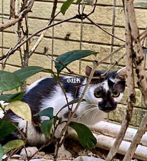 花脸猫(它在哪儿开花)