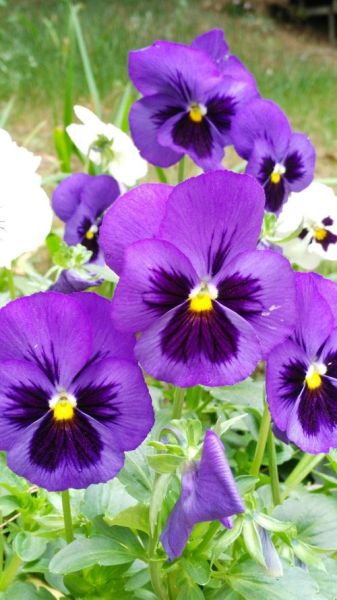 花脸猫(它在哪儿开花)