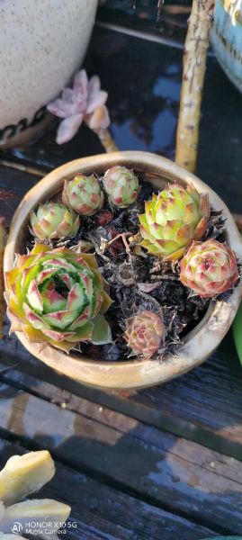 花草宠物(真的能缓解压力吗)