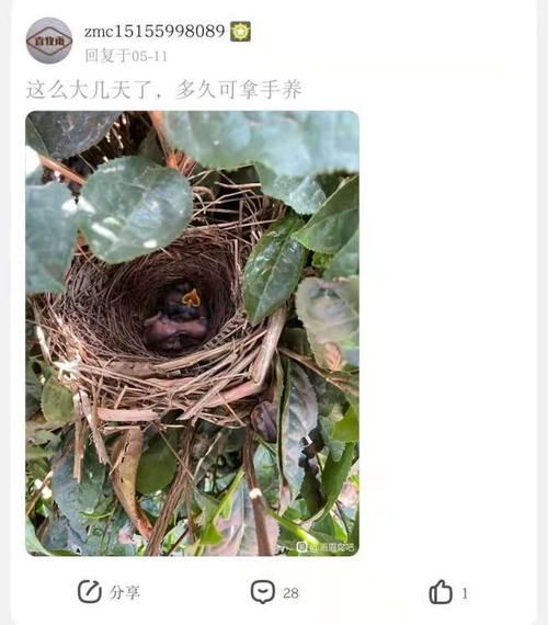 花鹩哥(它现在还多吗)