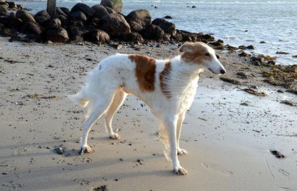 苏俄牧羊犬(真的像外表一样温顺吗)