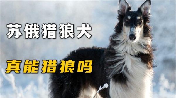 苏俄猎狼犬(它真的能猎狼吗)