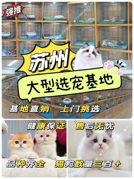 苏州宠物网(哪里买狗猫便宜)