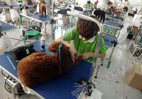 苏州宠物美容学校(能学会多少技能)