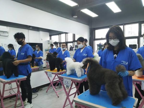 苏州宠物美容师培训(学完就能找到工作吗)