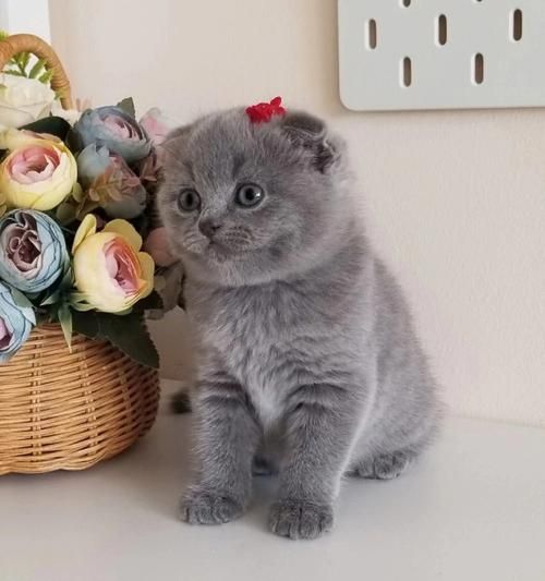 苏格兰折耳猫(养它有哪些注意事项)