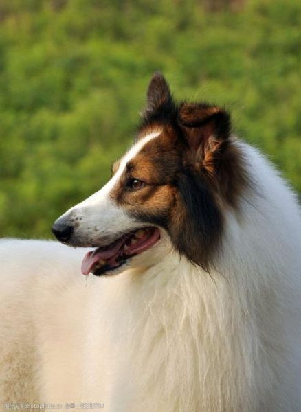 苏格兰牧羊犬(它真的像电影里那样温柔善良吗)