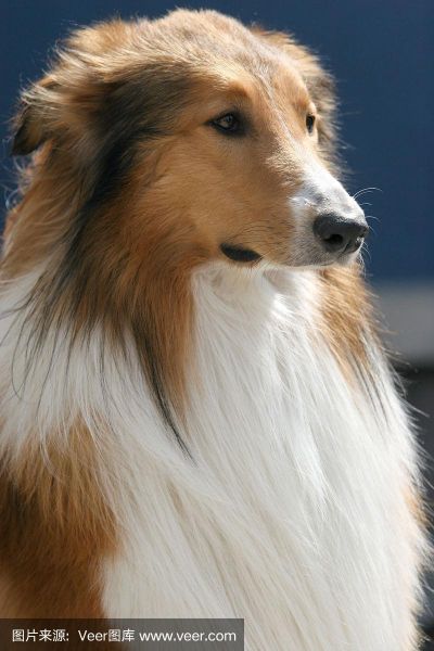 苏格兰牧羊犬(它真的像电影里那样温柔善良吗)
