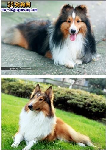 苏格兰牧羊犬图片(它们有什么区别)