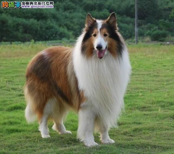 苏格兰牧羊犬图片(它们有什么区别)