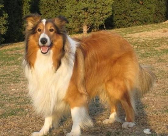 苏格兰牧羊犬多少钱(什么样的苏牧价格更值得)