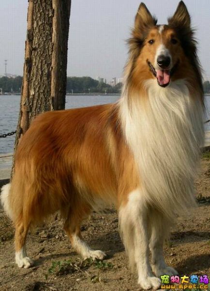 苏格兰牧羊犬多少钱(什么样的苏牧价格更值得)
