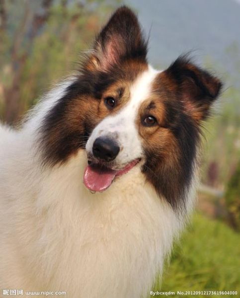 苏格兰牧羊犬性格(它们会很粘人吗)