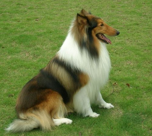 苏格兰牧羊犬性格(它们会很粘人吗)