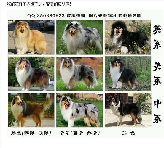 苏牧价格(哪里的苏牧价格最便宜)