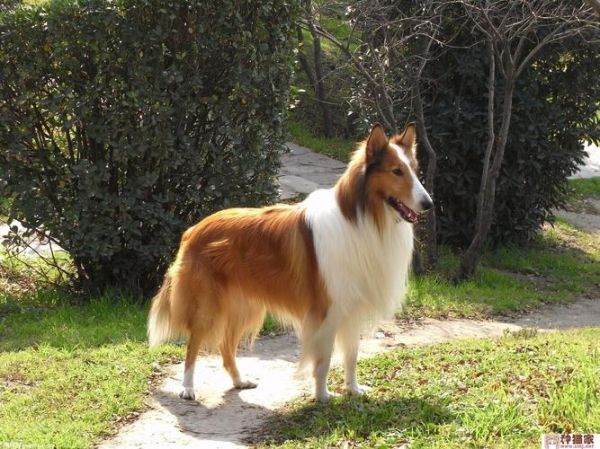 苏牧犬(但真的适合当家庭犬吗)