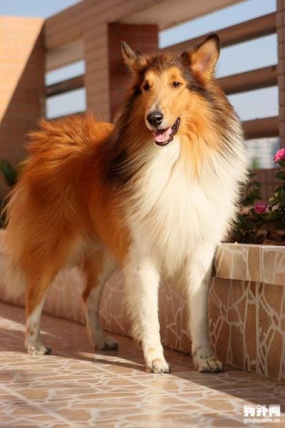 苏牧犬(但真的适合当家庭犬吗)