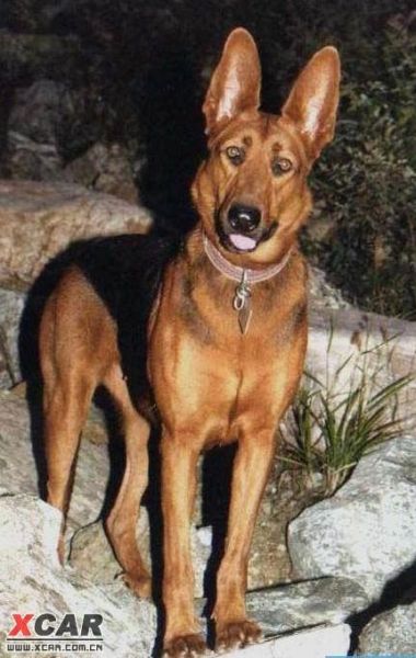 苏联红犬( 到底谁才是真正的中国土狗)