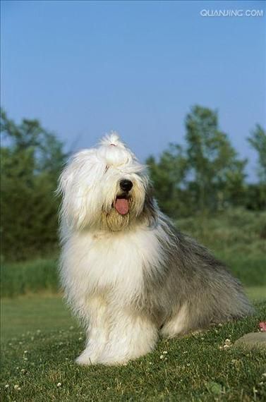 英国古代牧羊犬( 它适合你的家庭吗)