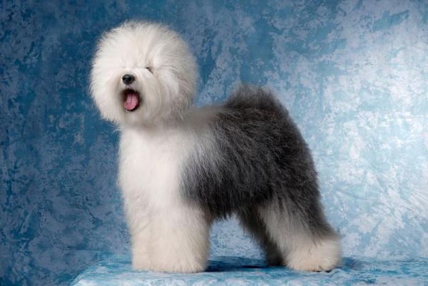 英国古代牧羊犬( 它适合你的家庭吗)