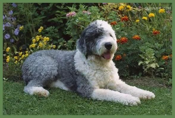 英国古代牧羊犬价格(黑白相间的古牧犬是不是最便宜的)