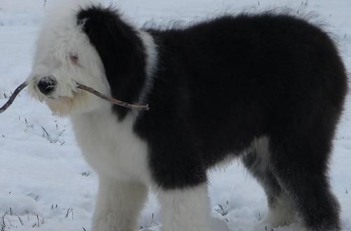 英国古代牧羊犬价格(黑白相间的古牧犬是不是最便宜的)