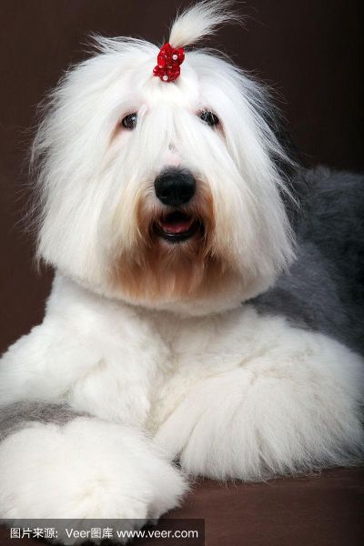 英国古牧犬(它会成为你的最佳伴侣吗)