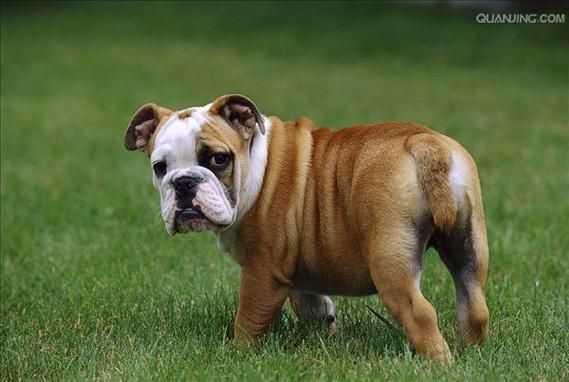 英国斗牛犬( 它到底有什么魅力)